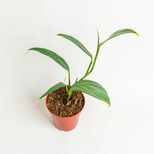 Epipremnum Amplissimum Silver Streak - Indonesian Rare Plants