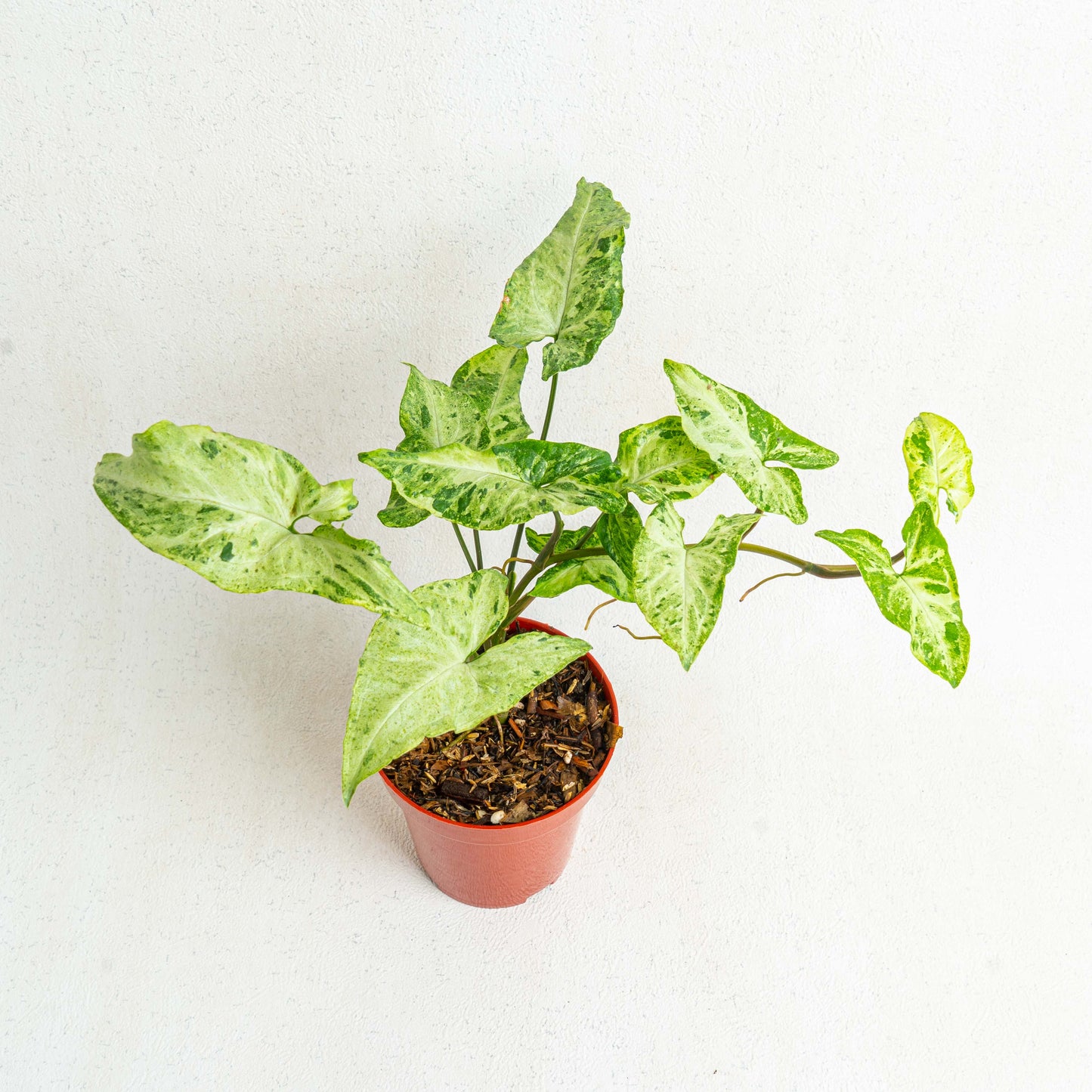 Syngonium Freckles - Indonesian Rare Plants