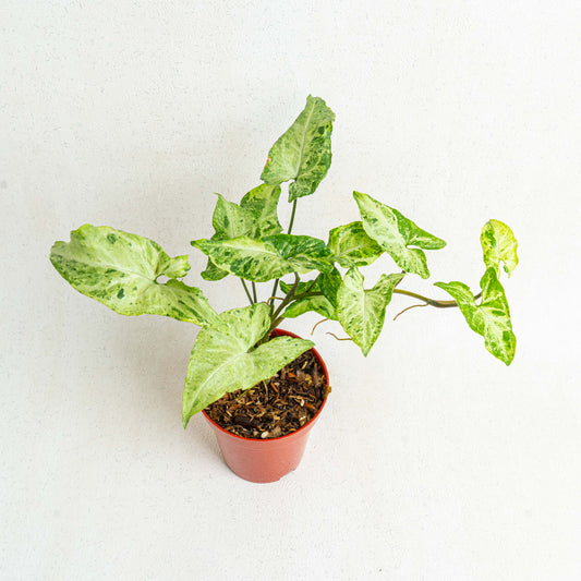 Syngonium Freckles - Indonesian Rare Plants