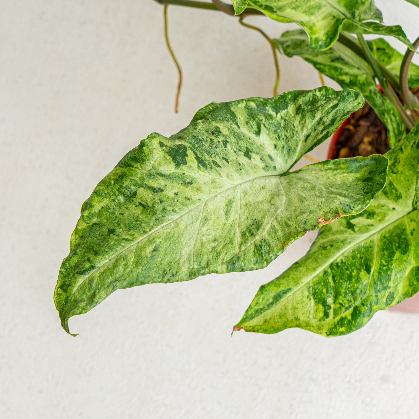Syngonium Freckles