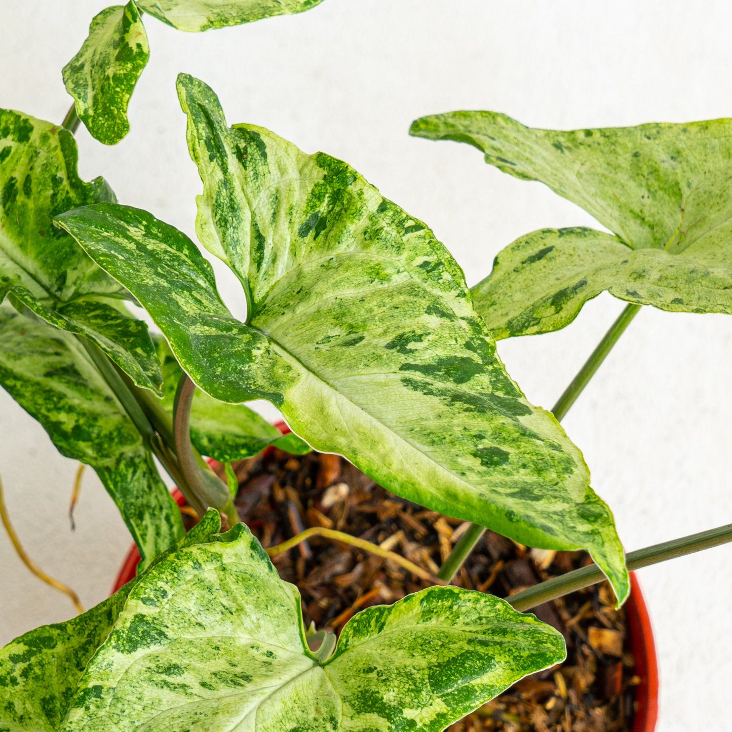 Syngonium Freckles
