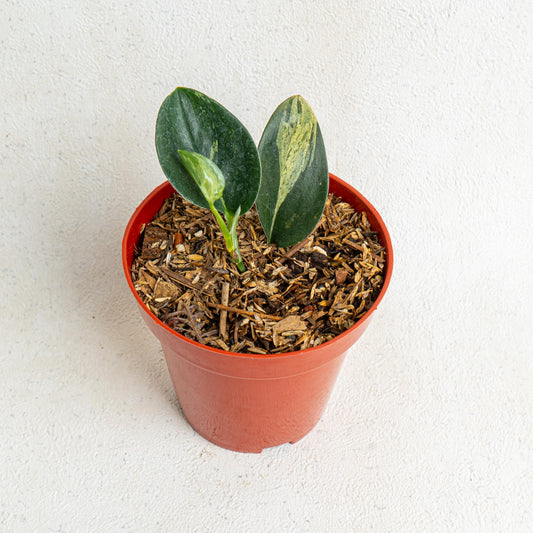Scindapsus Treubii Black Variegated - Indonesian Rare Plants