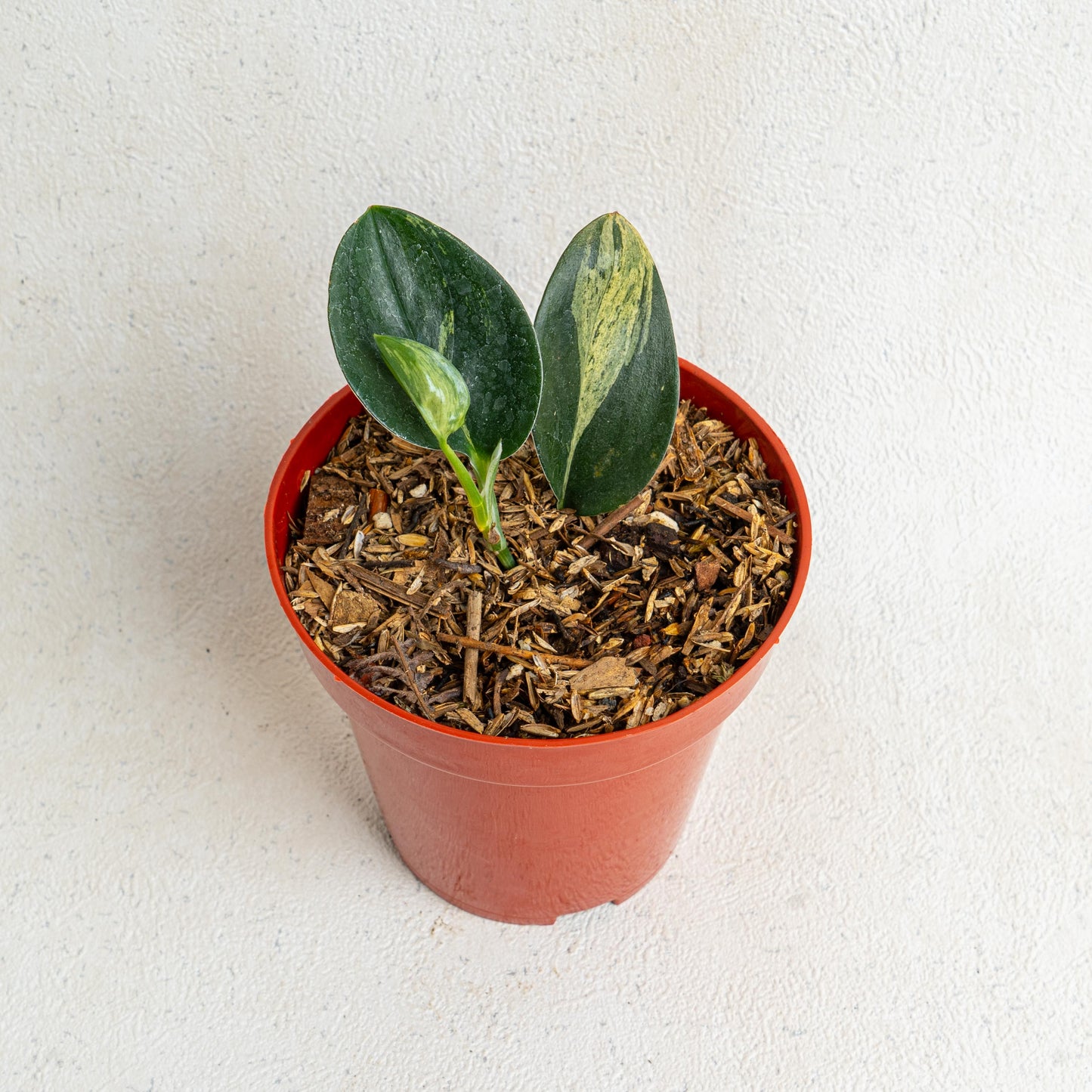 Scindapsus Treubii Black Variegated