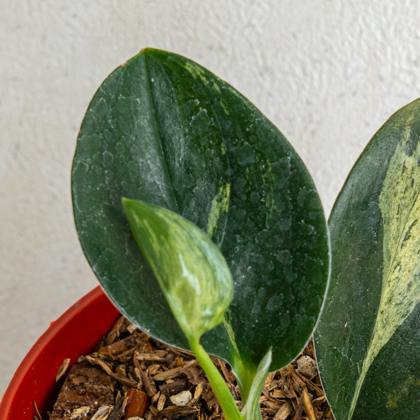 Scindapsus Treubii Black Variegated
