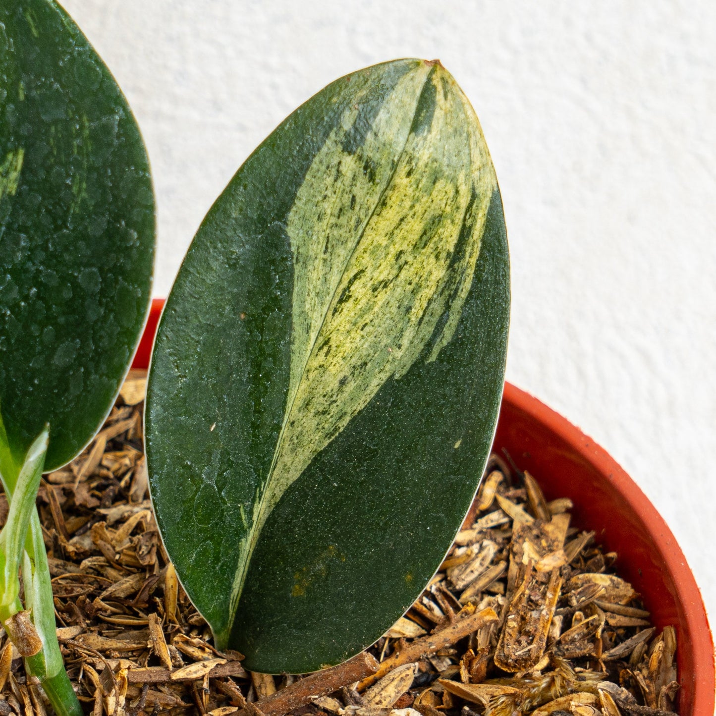 Scindapsus Treubii Black Variegated