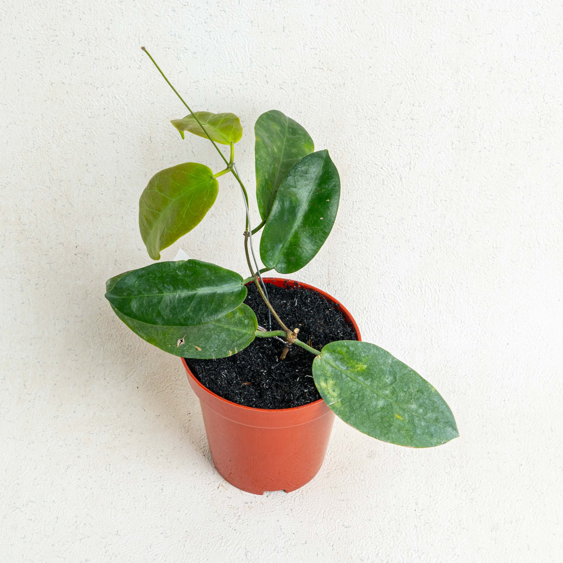 Hoya Piestolepis - Indonesian Rare Plants