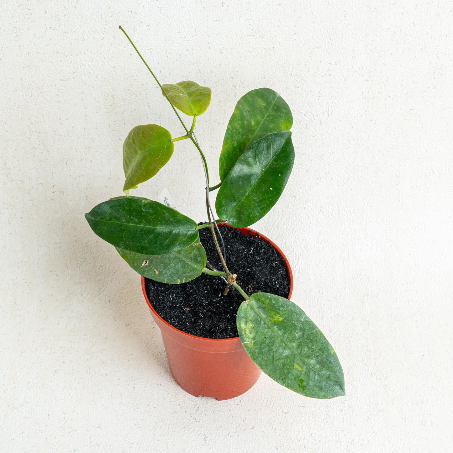 Hoya Piestolepis