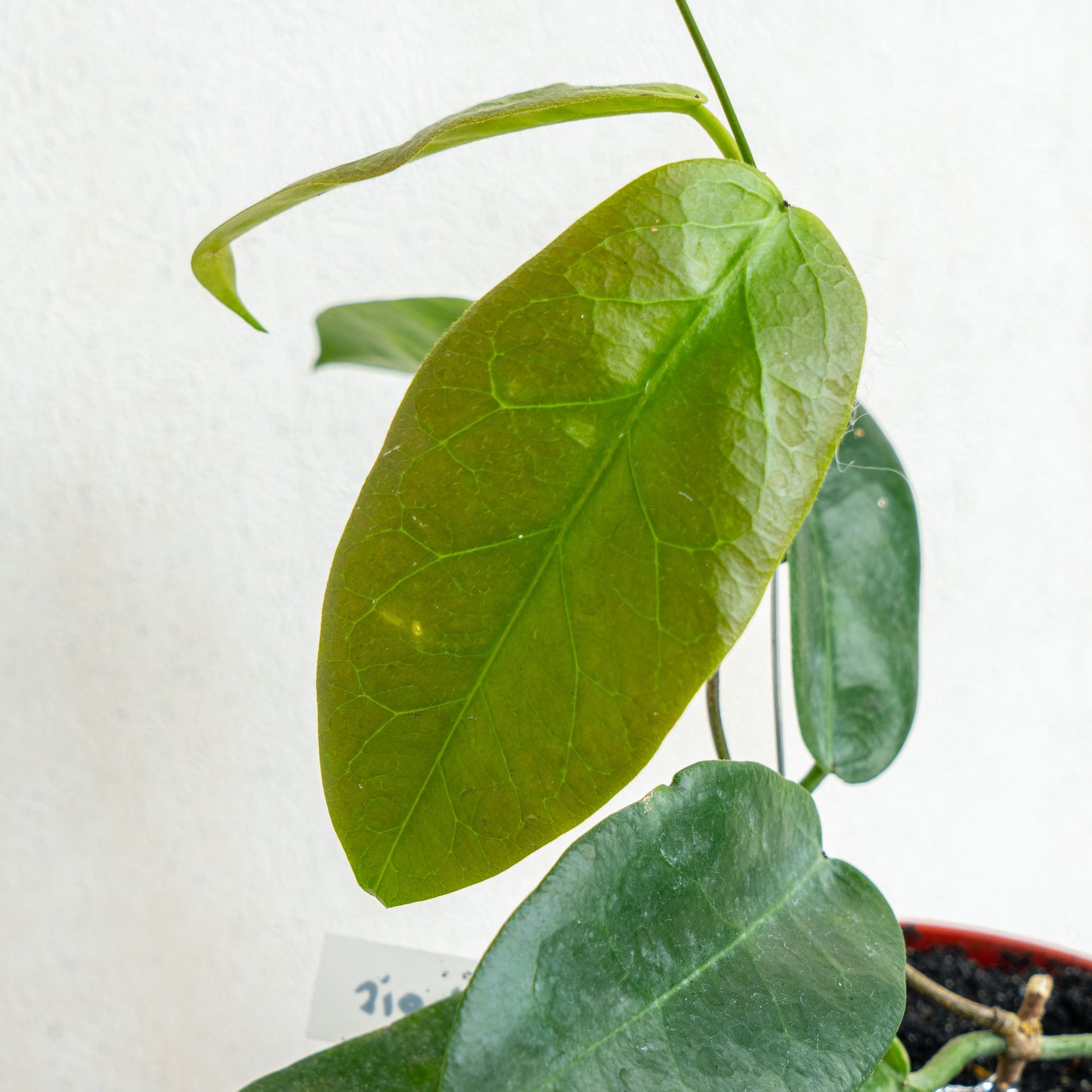 Hoya Piestolepis
