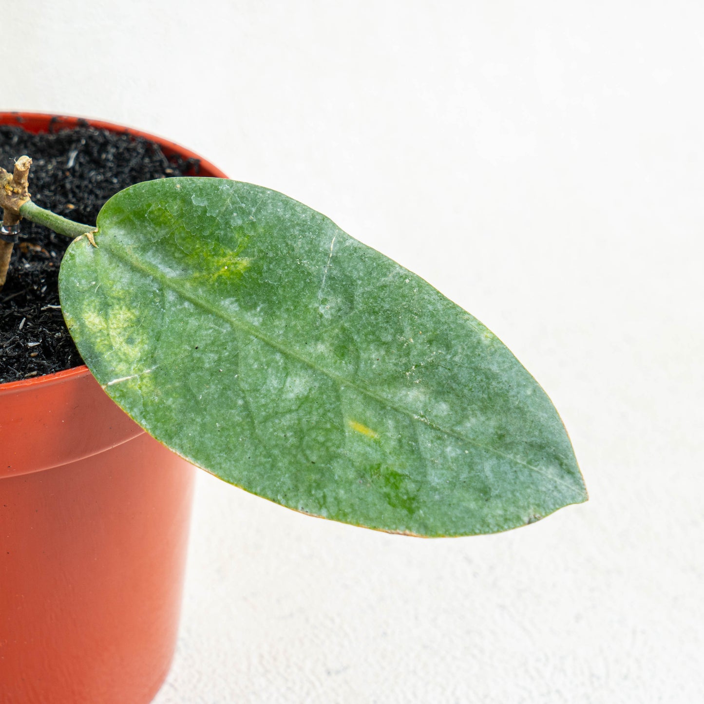 Hoya Piestolepis