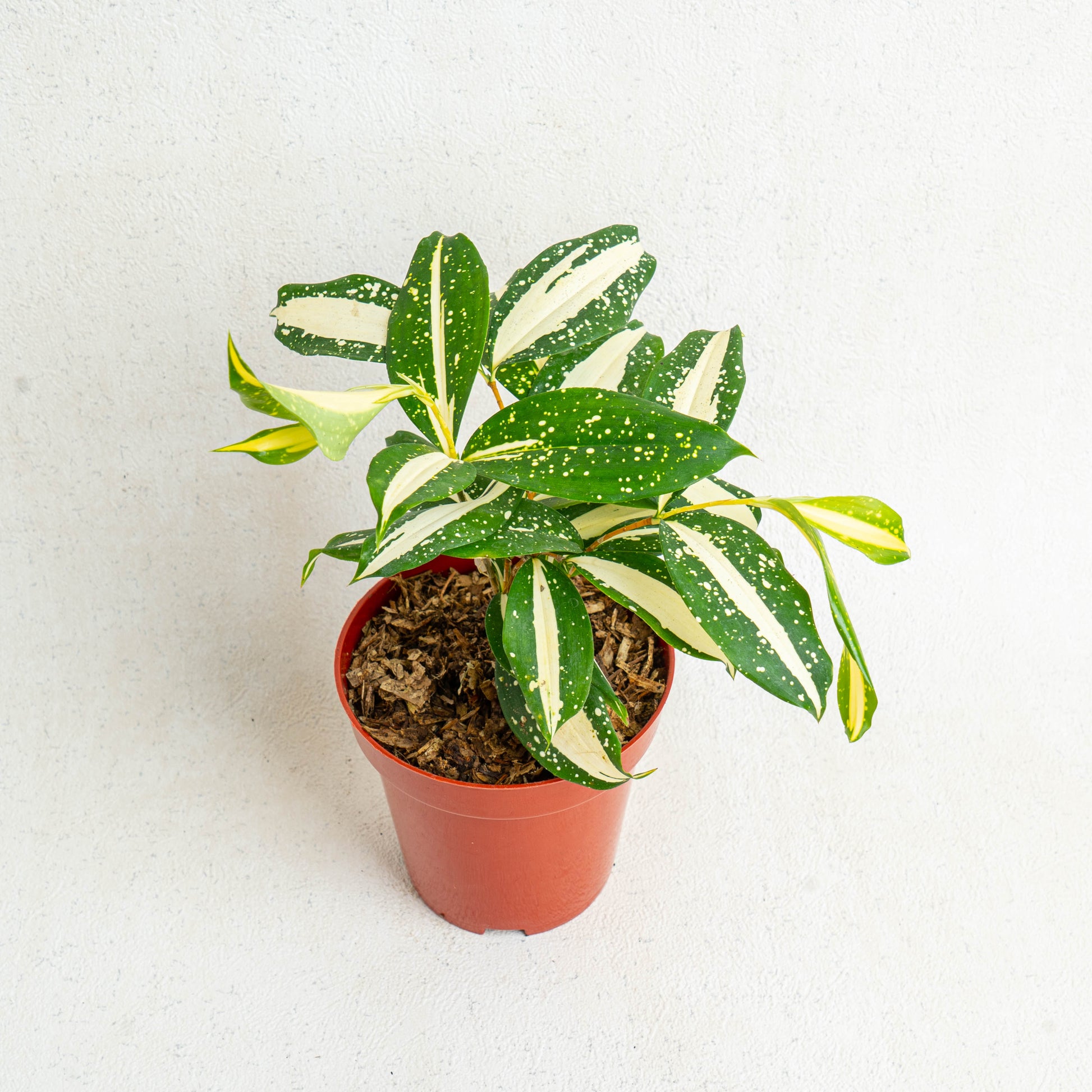 Dracaena Surculosa 'Milky Way' - Indonesian Rare Plants