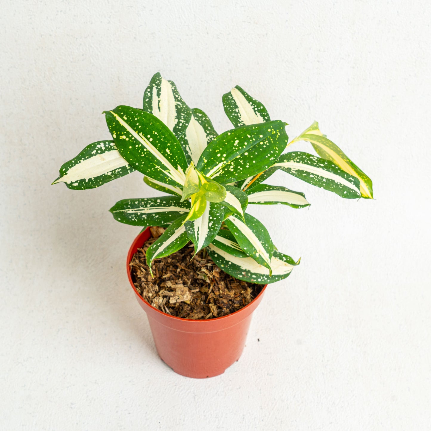 Dracaena Surculosa 'Milky Way'