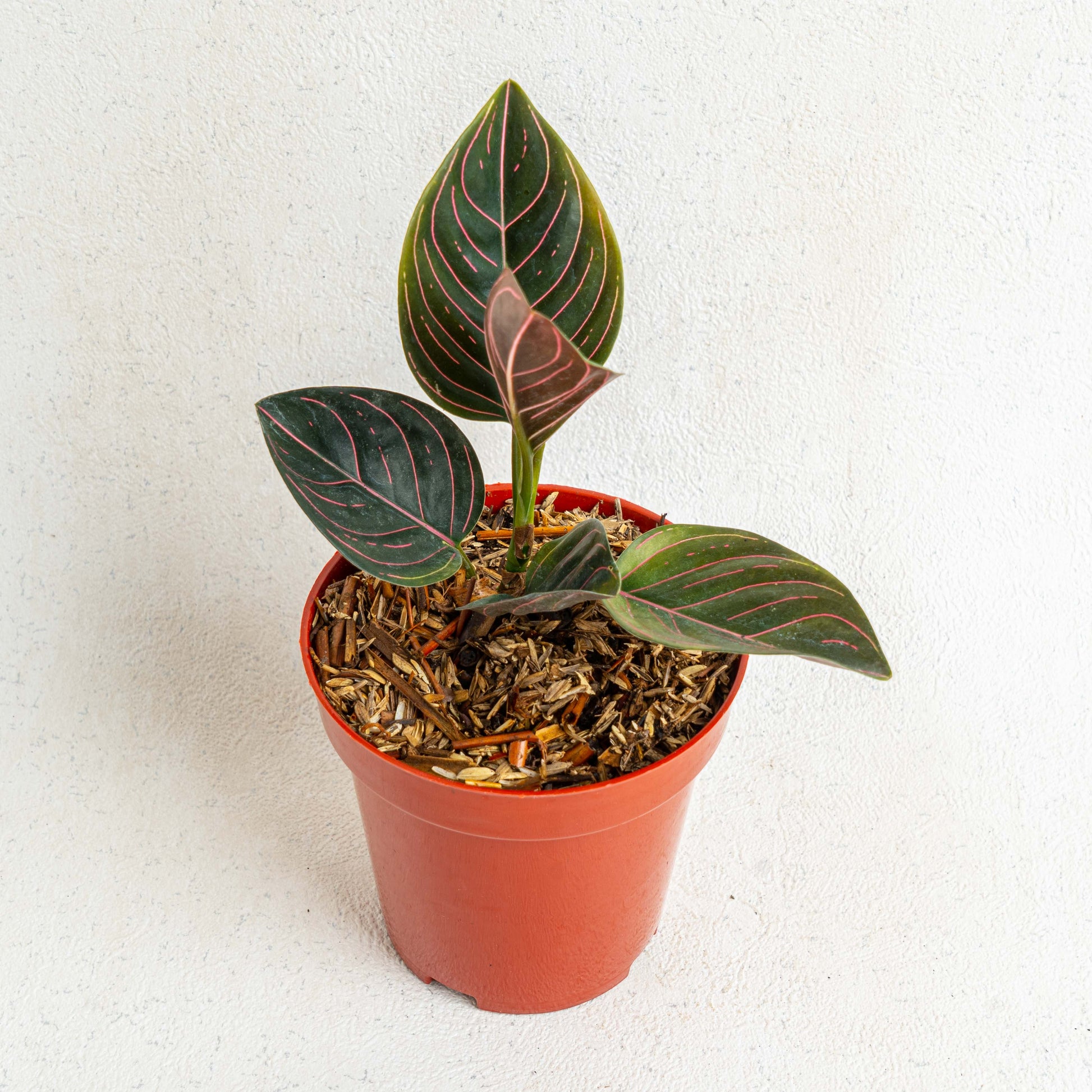 Aglaonema Rutondum SP Aceh - Indonesian Rare Plants