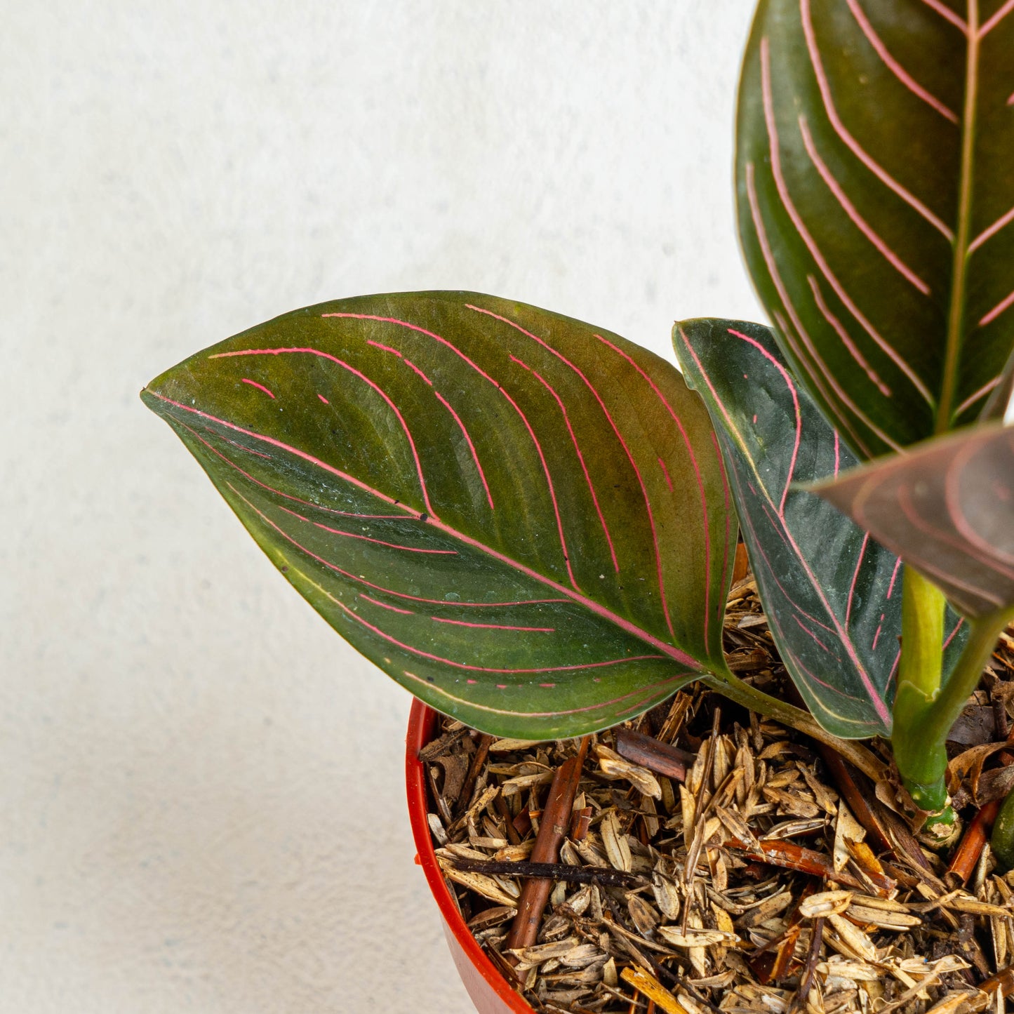 Aglaonema Rutondum SP Aceh