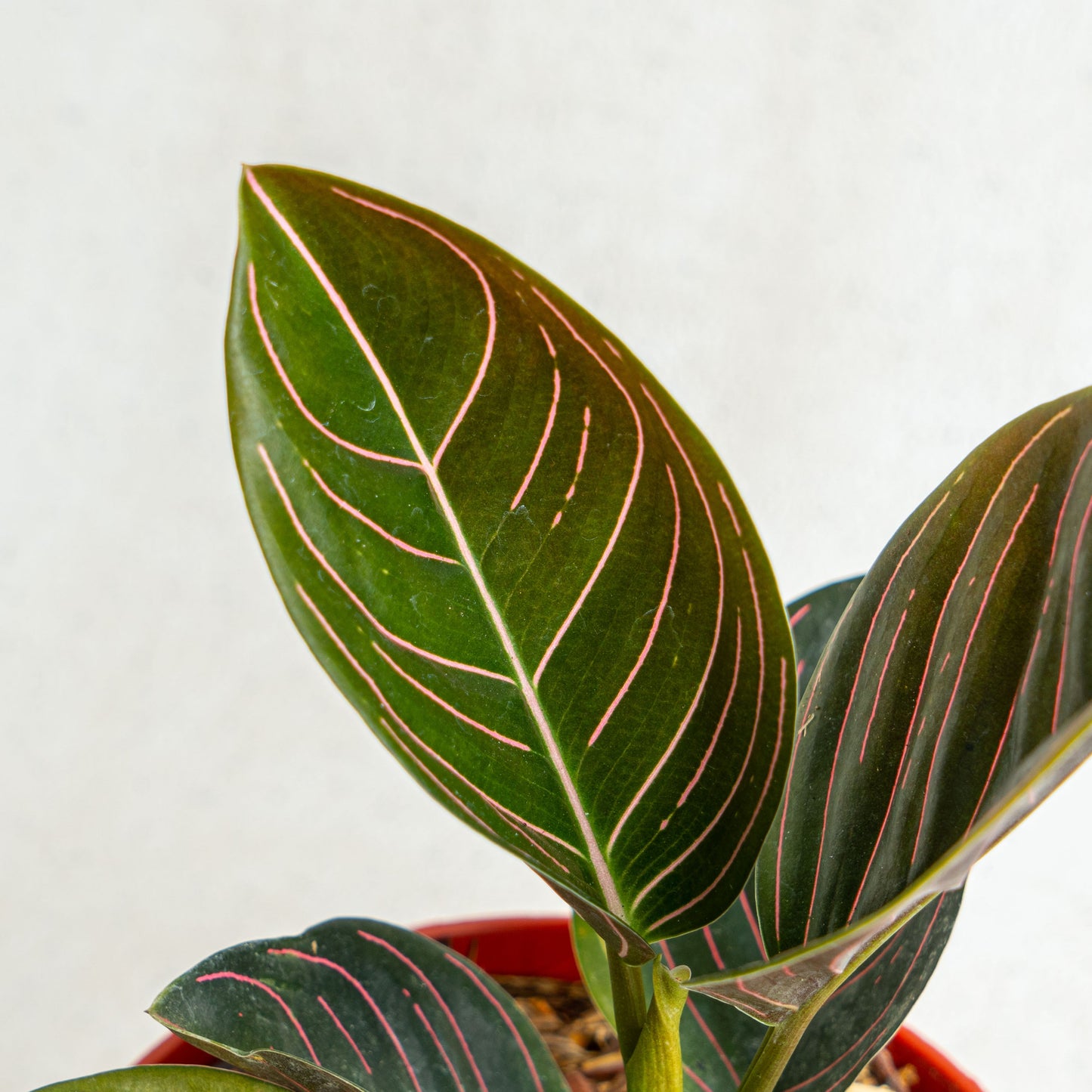 Aglaonema Rutondum SP Aceh