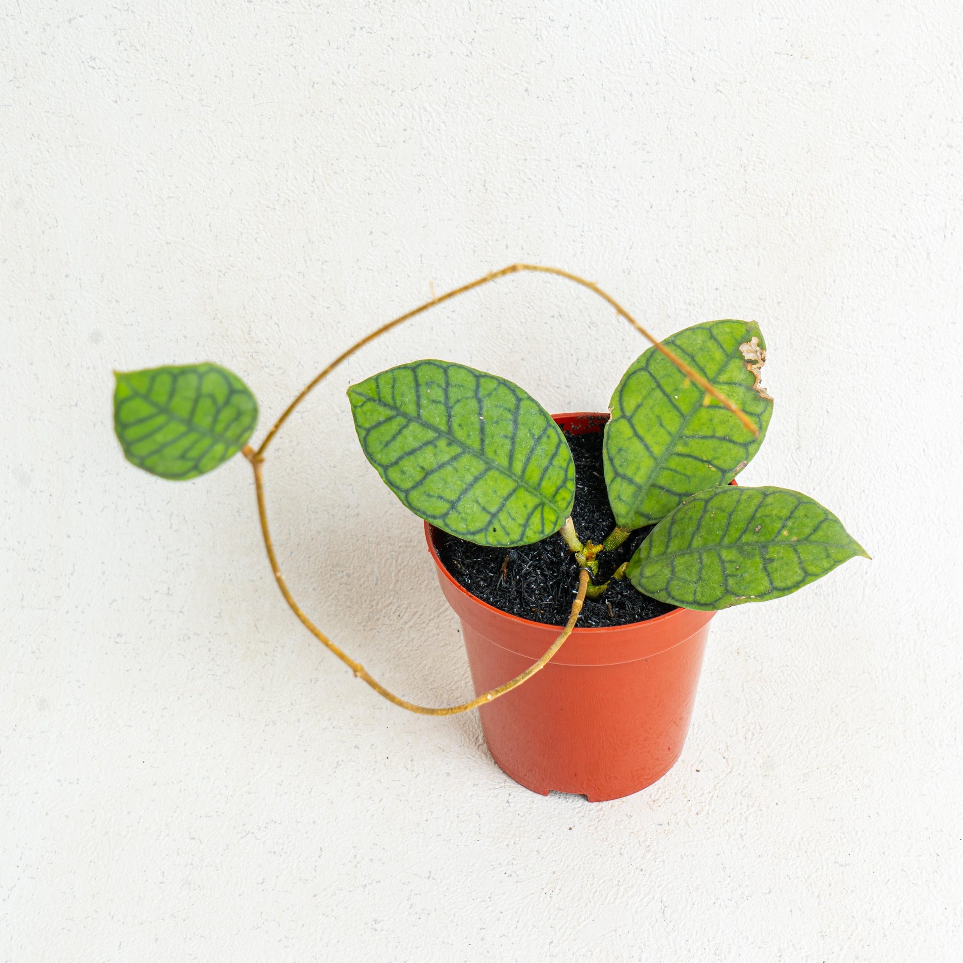 Hoya Ranauensis - Indonesian Rare Plants