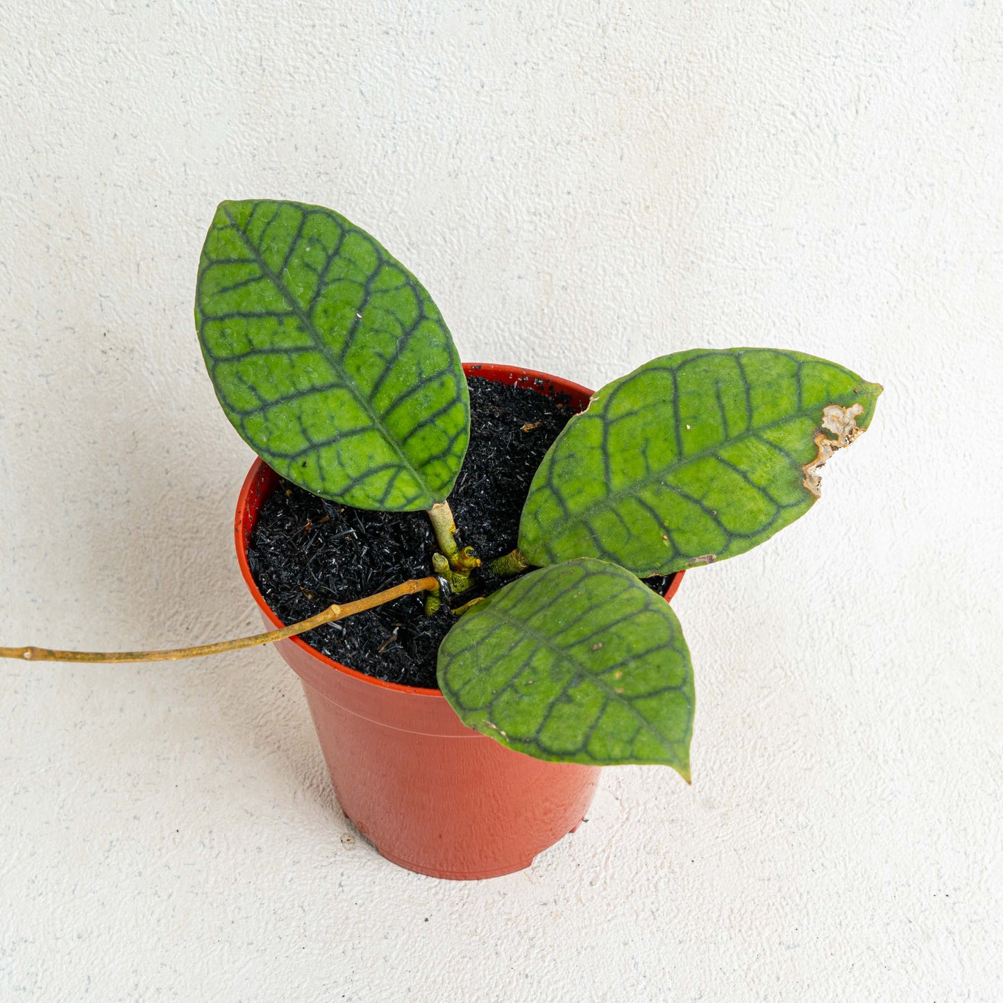 Hoya Ranauensis