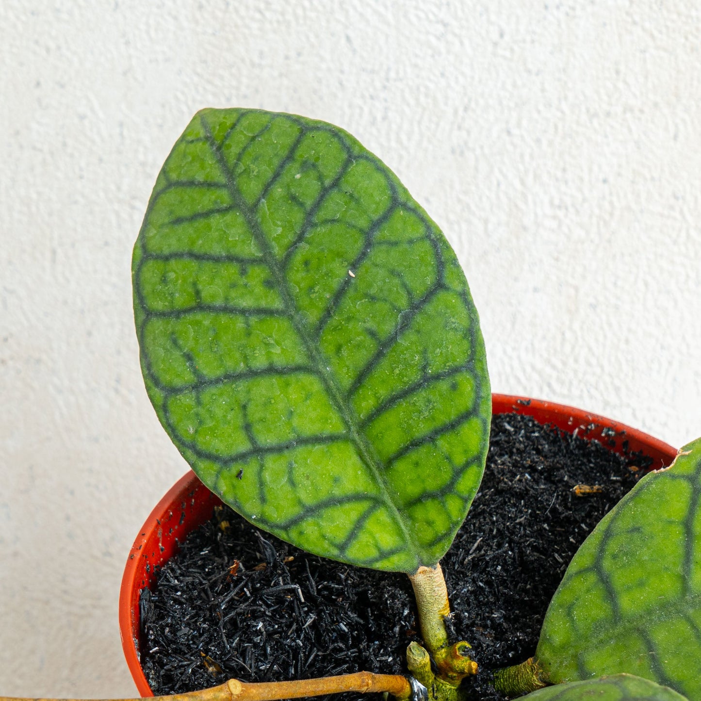 Hoya Ranauensis