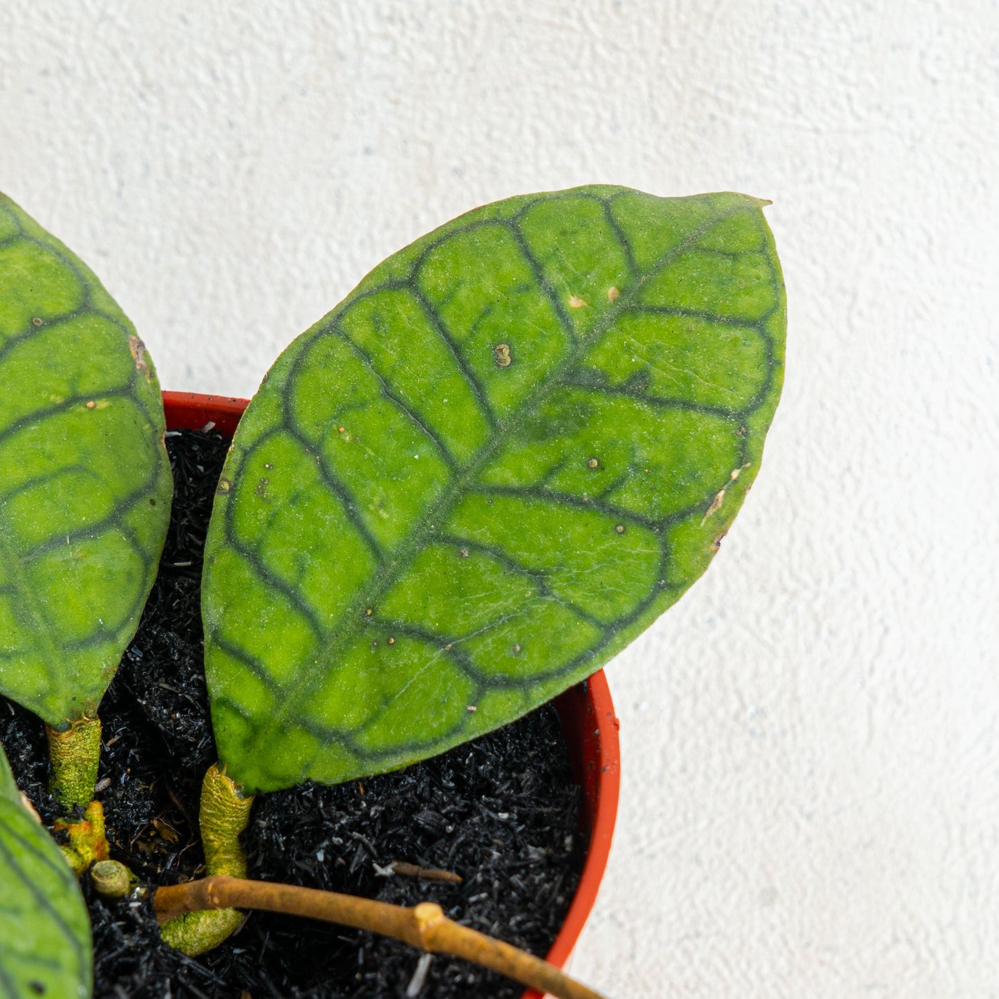 Hoya Ranauensis