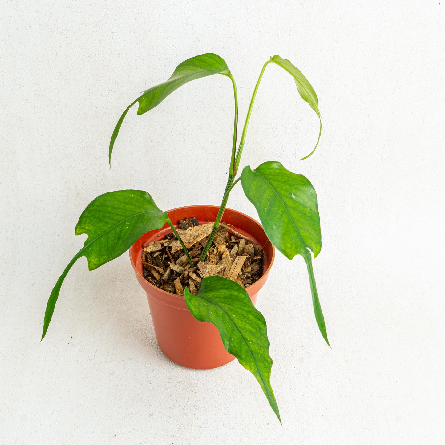 Epipremnum Pinnatum Skeleton Key - Indonesian Rare Plants