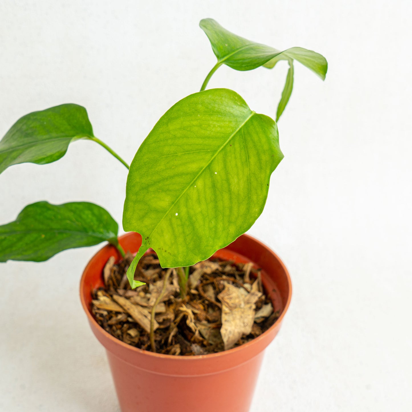 Epipremnum Pinnatum Skeleton Key