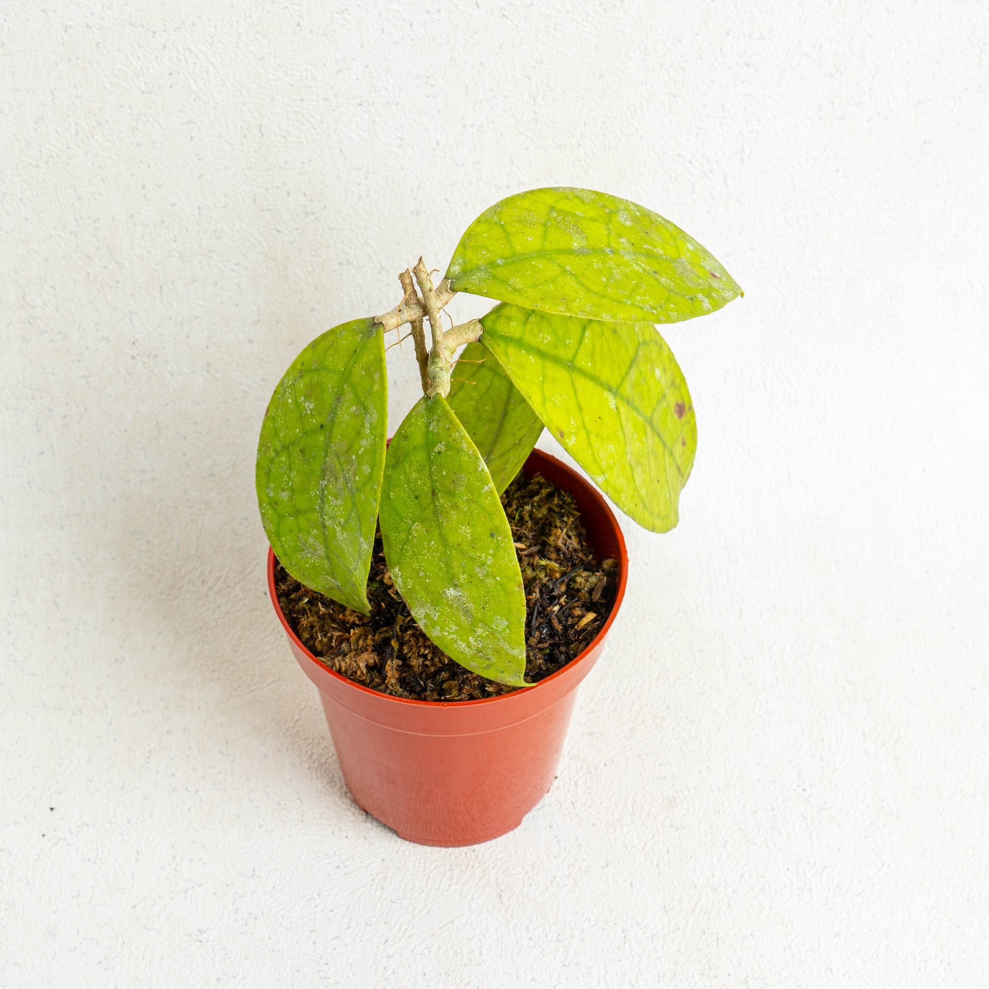 Hoya Finlaysonii SP Borneo - Indonesian Rare Plants