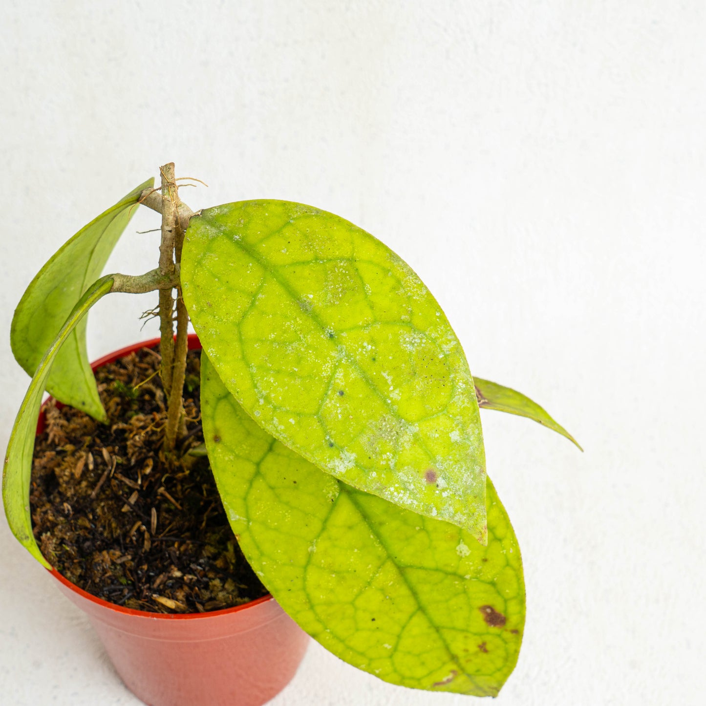 Hoya Finlaysonii SP Borneo