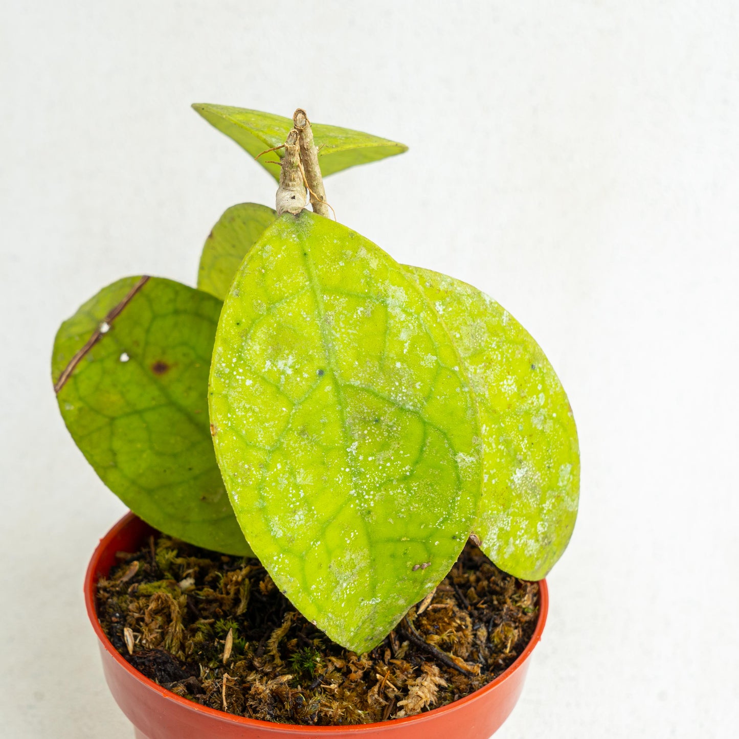 Hoya Finlaysonii SP Borneo