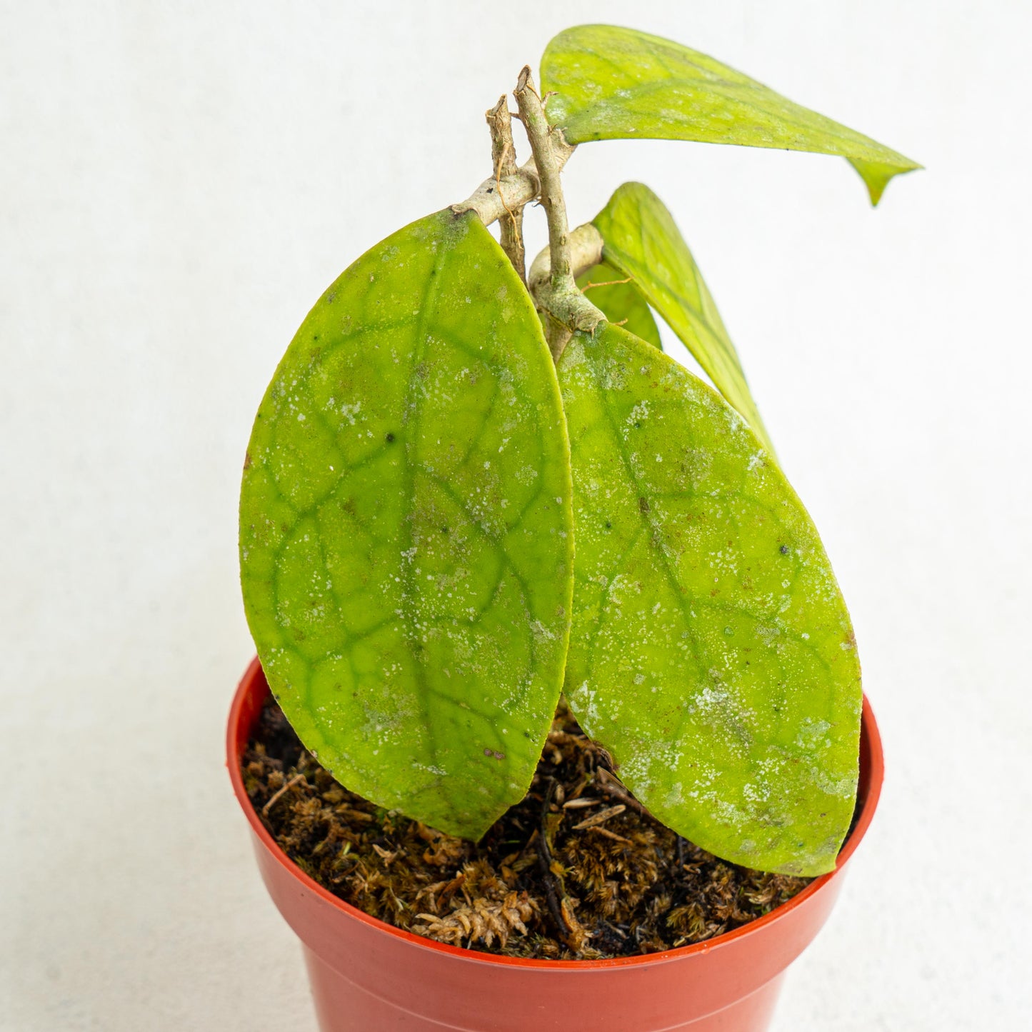 Hoya Finlaysonii SP Borneo