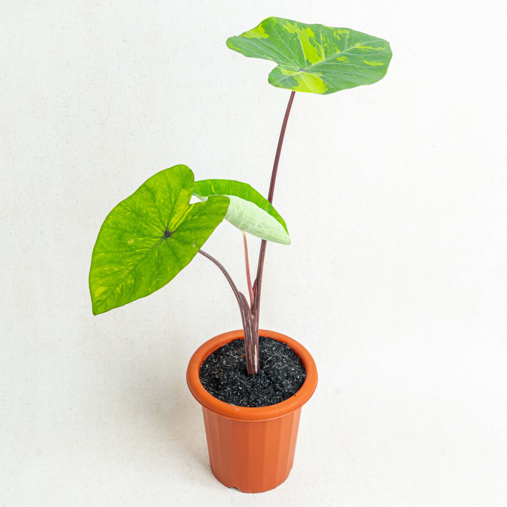 Colocasia Esculenta Midori Sour - Indonesian Rare Plants