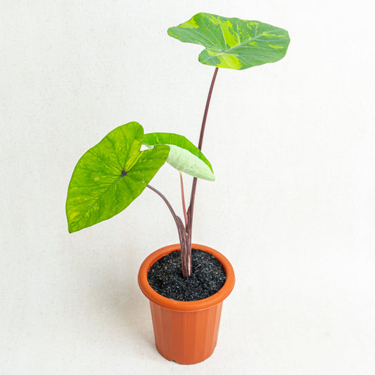 Colocasia Esculenta Midori Sour - Indonesian Rare Plants