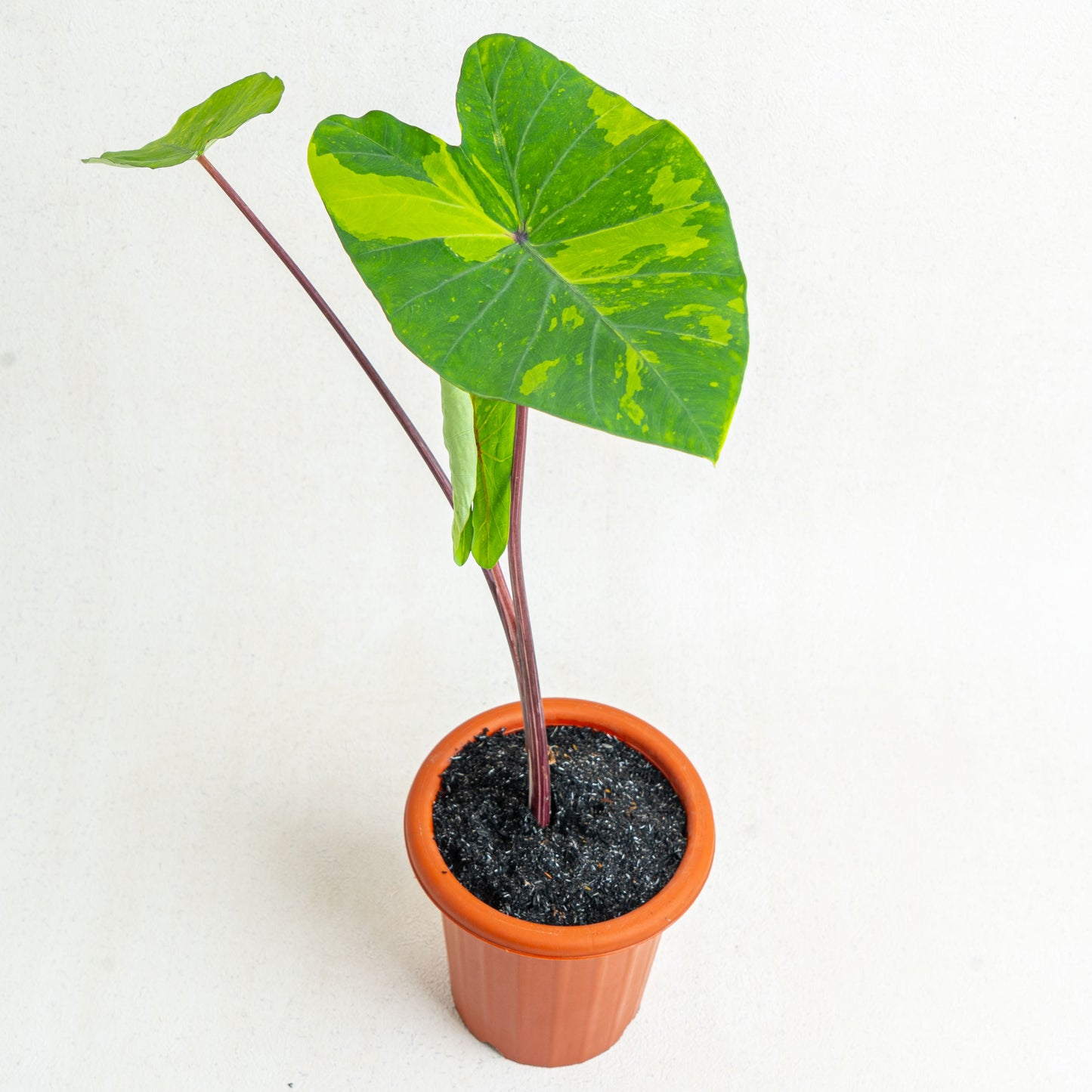 Colocasia Esculenta Midori Sour