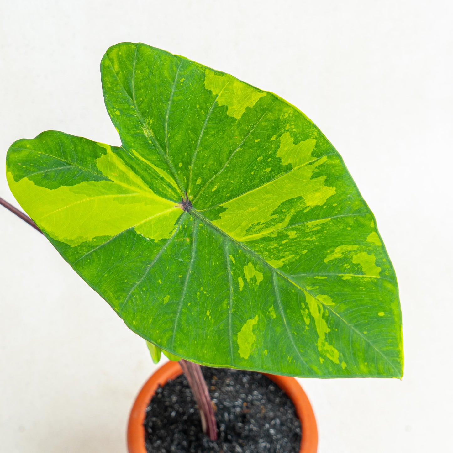 Colocasia Esculenta Midori Sour