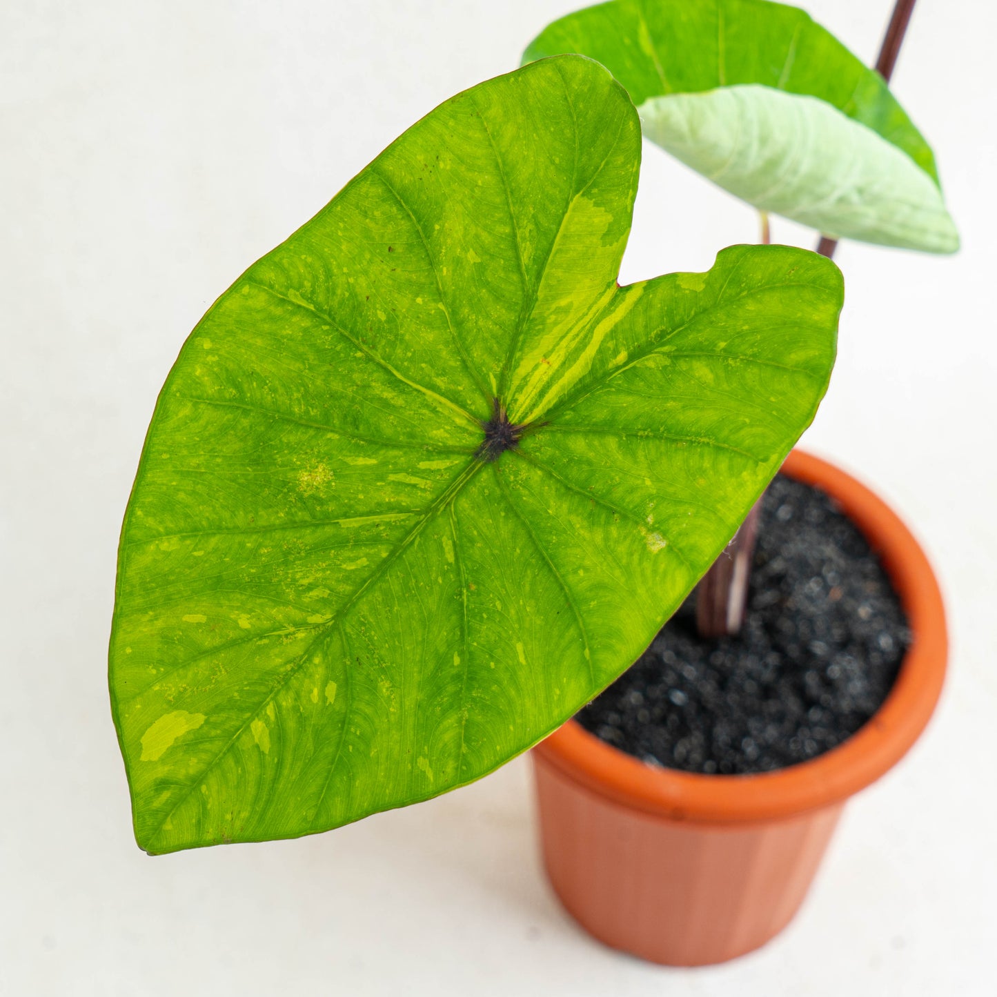 Colocasia Esculenta Midori Sour