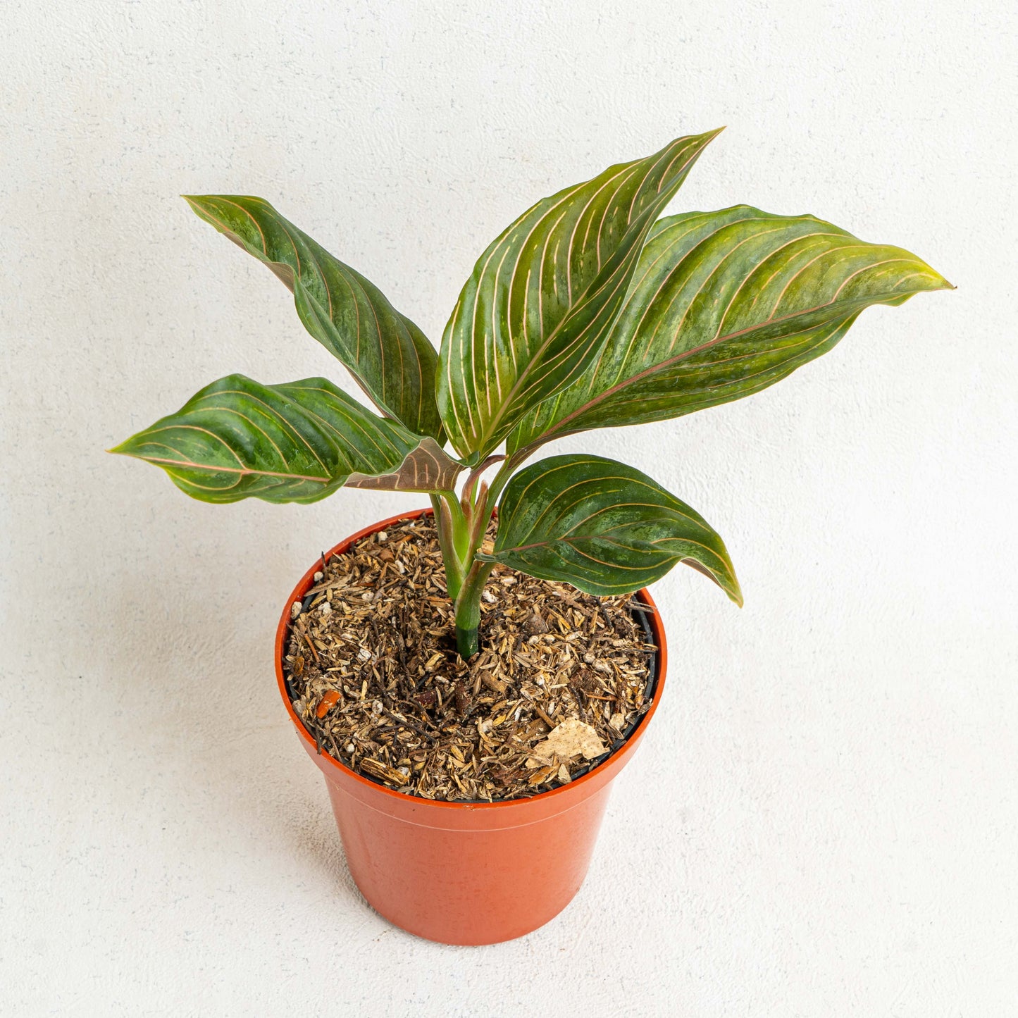 Aglaonema Red Army - Indonesian Rare Plants