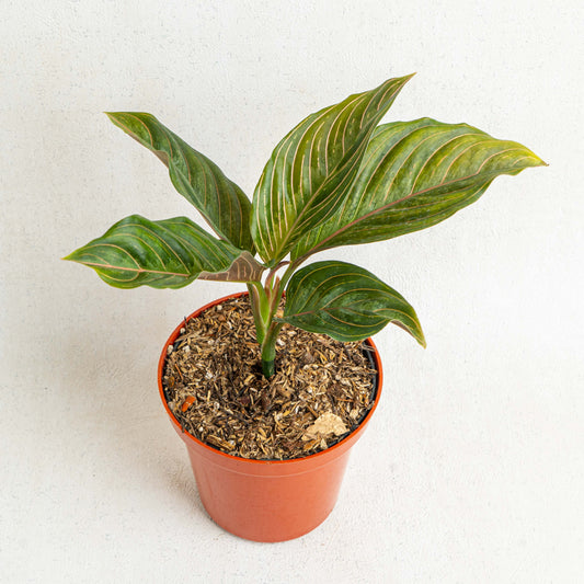 Aglaonema Red Army - Indonesian Rare Plants