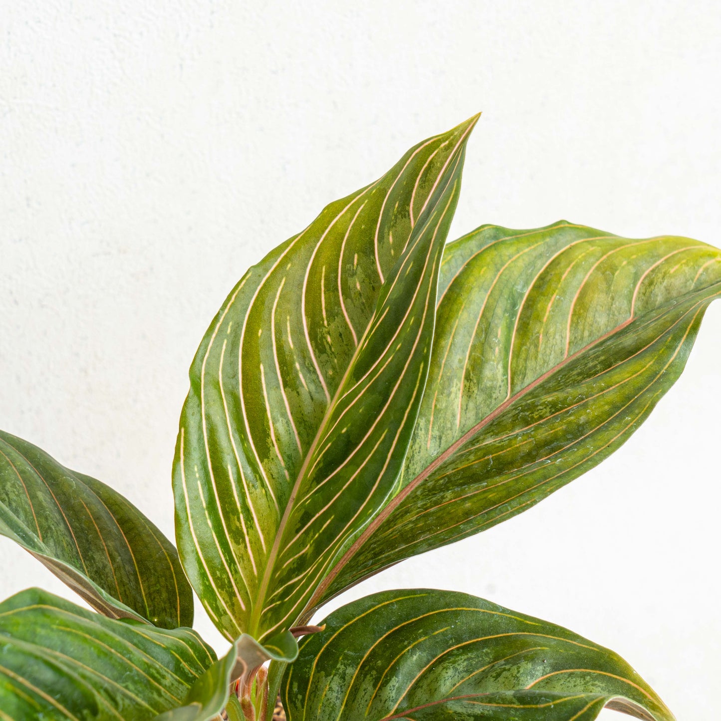Aglaonema Red Army