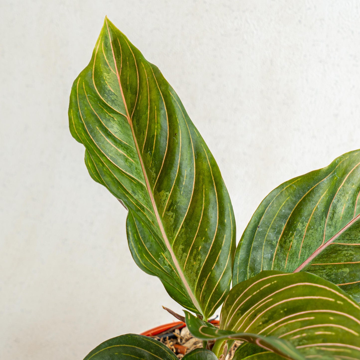Aglaonema Red Army