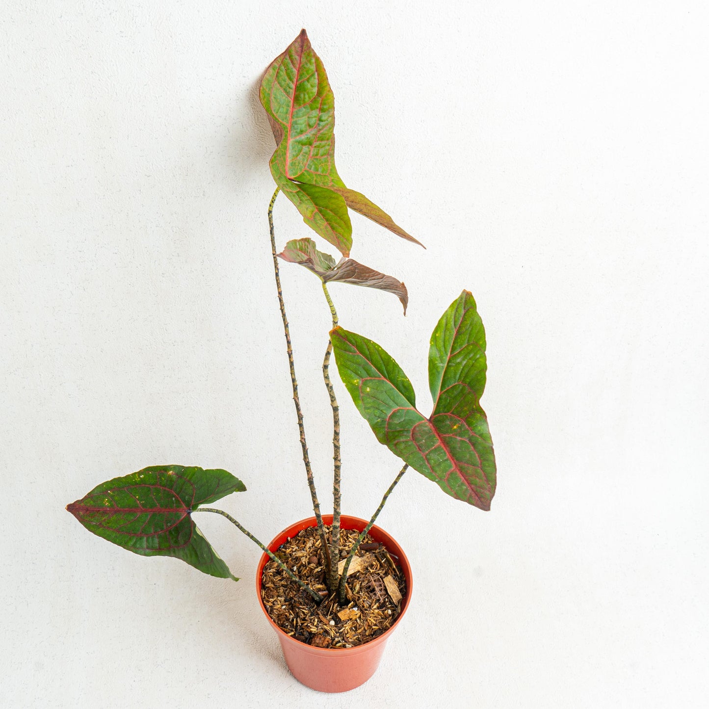 Cyrtosperma Johnstonii