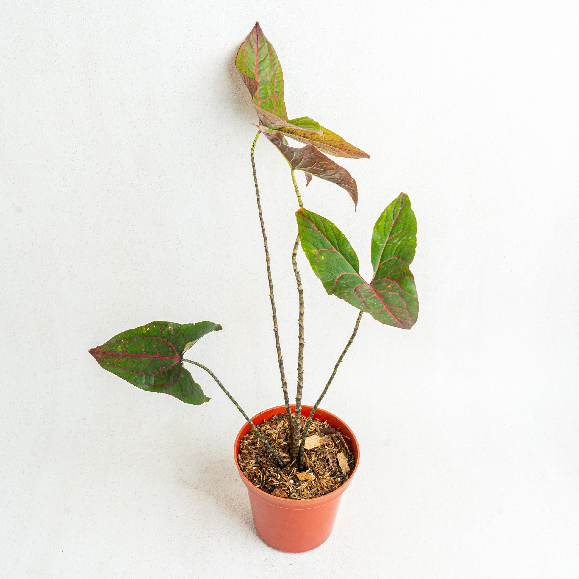 Cyrtosperma Johnstonii - Indonesian Rare Plants