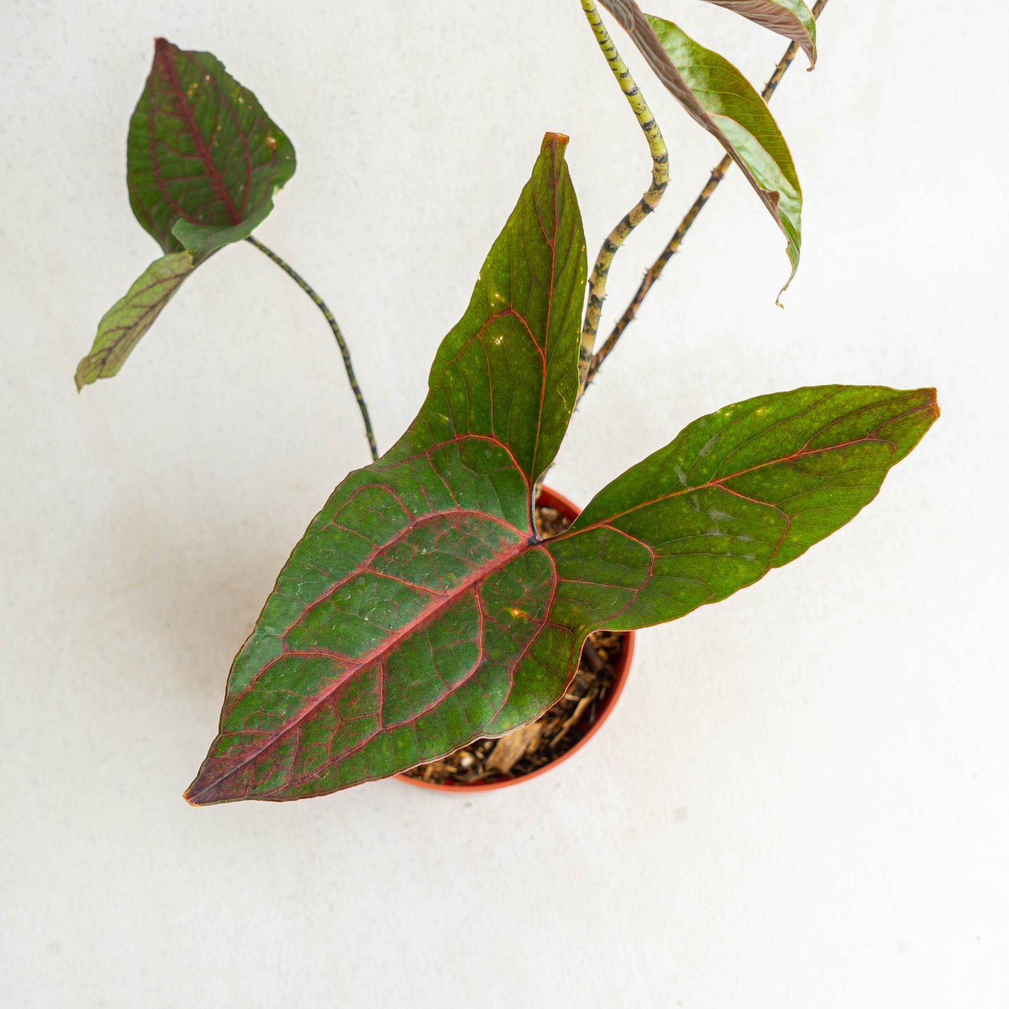 Cyrtosperma Johnstonii