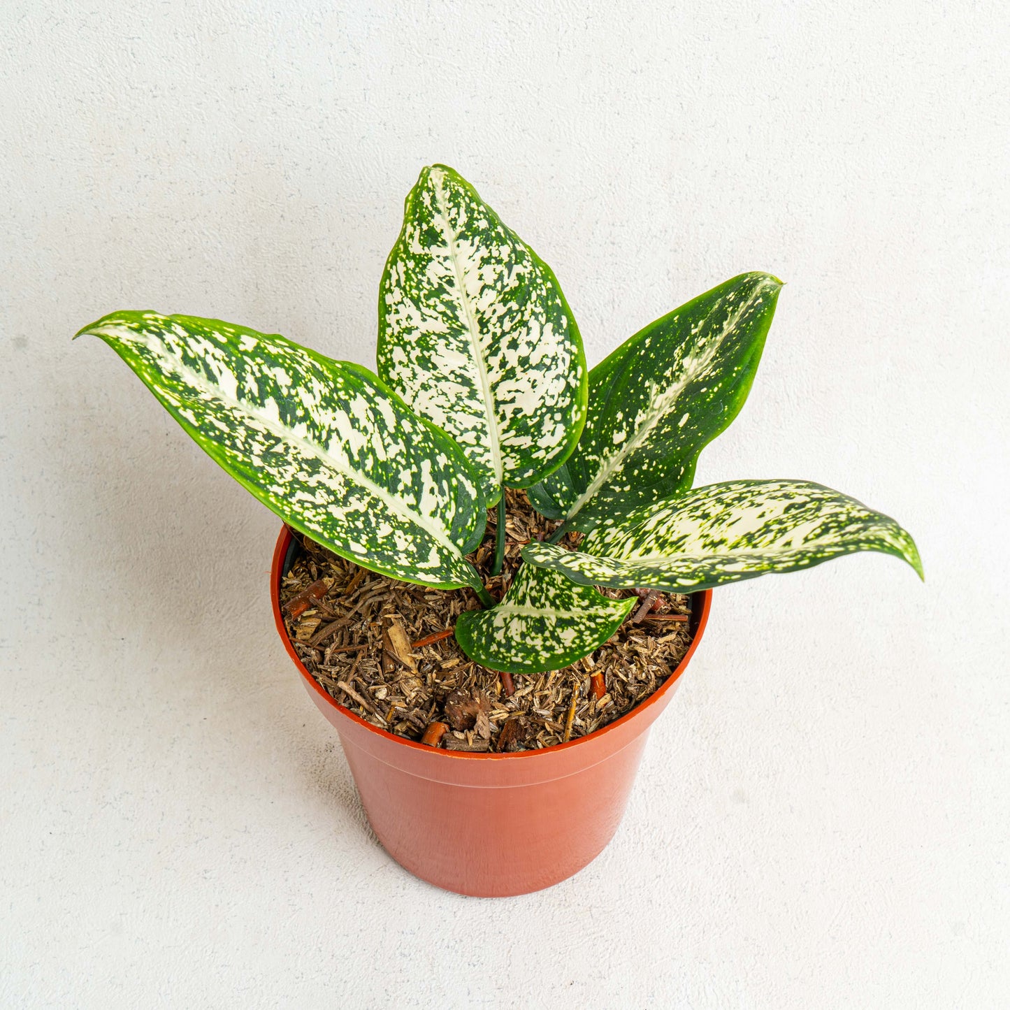 Aglaonema Morodoklok - Indonesian Rare Plants