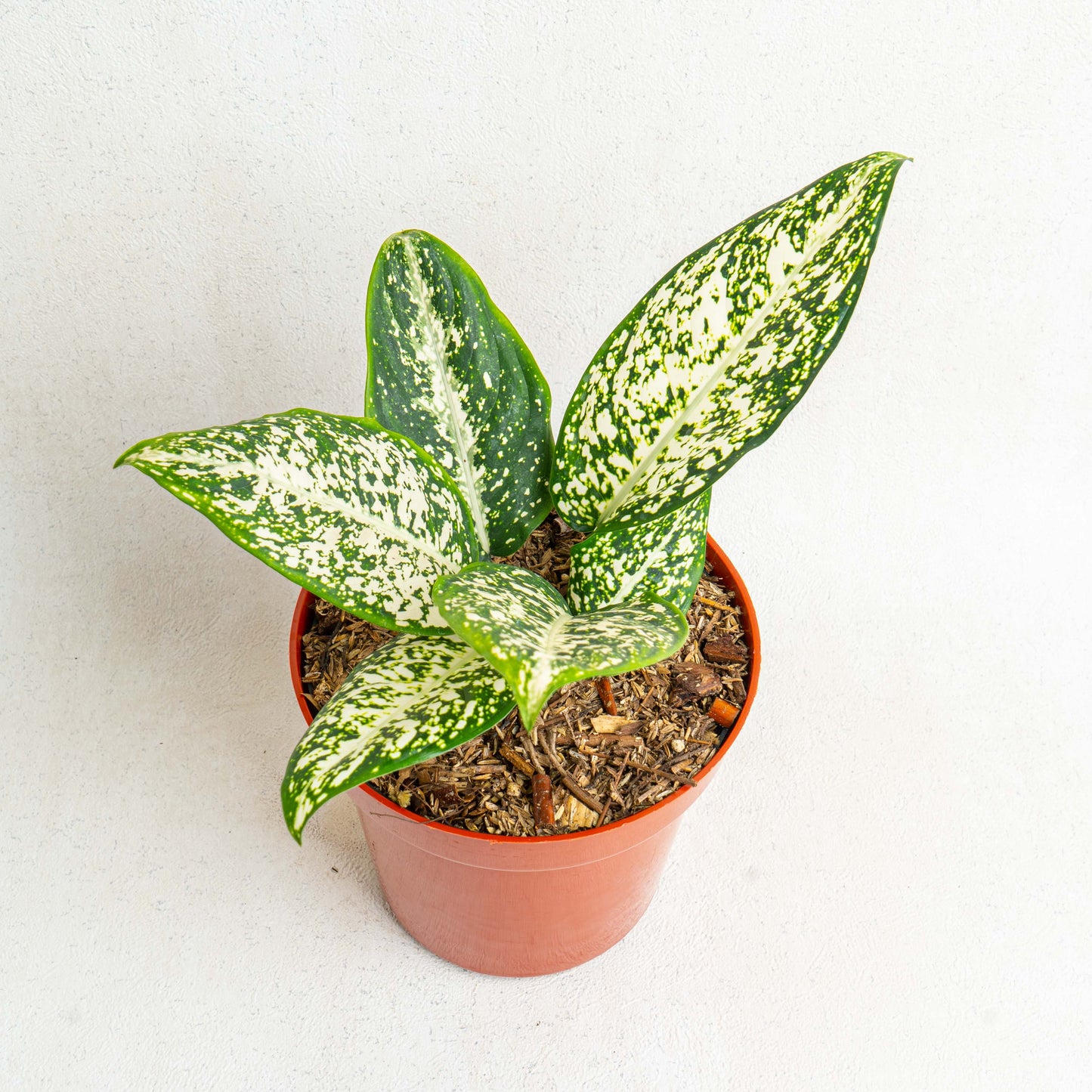 Aglaonema Morodoklok