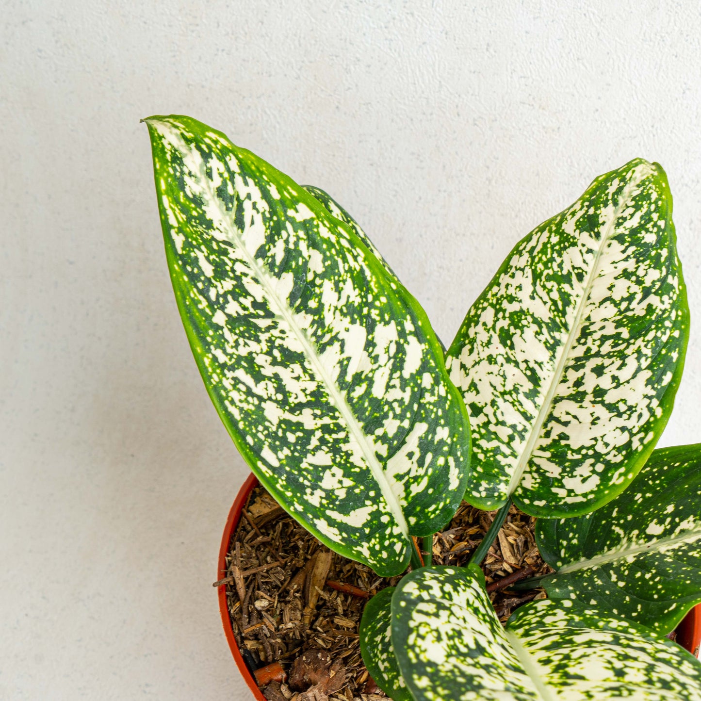 Aglaonema Morodoklok