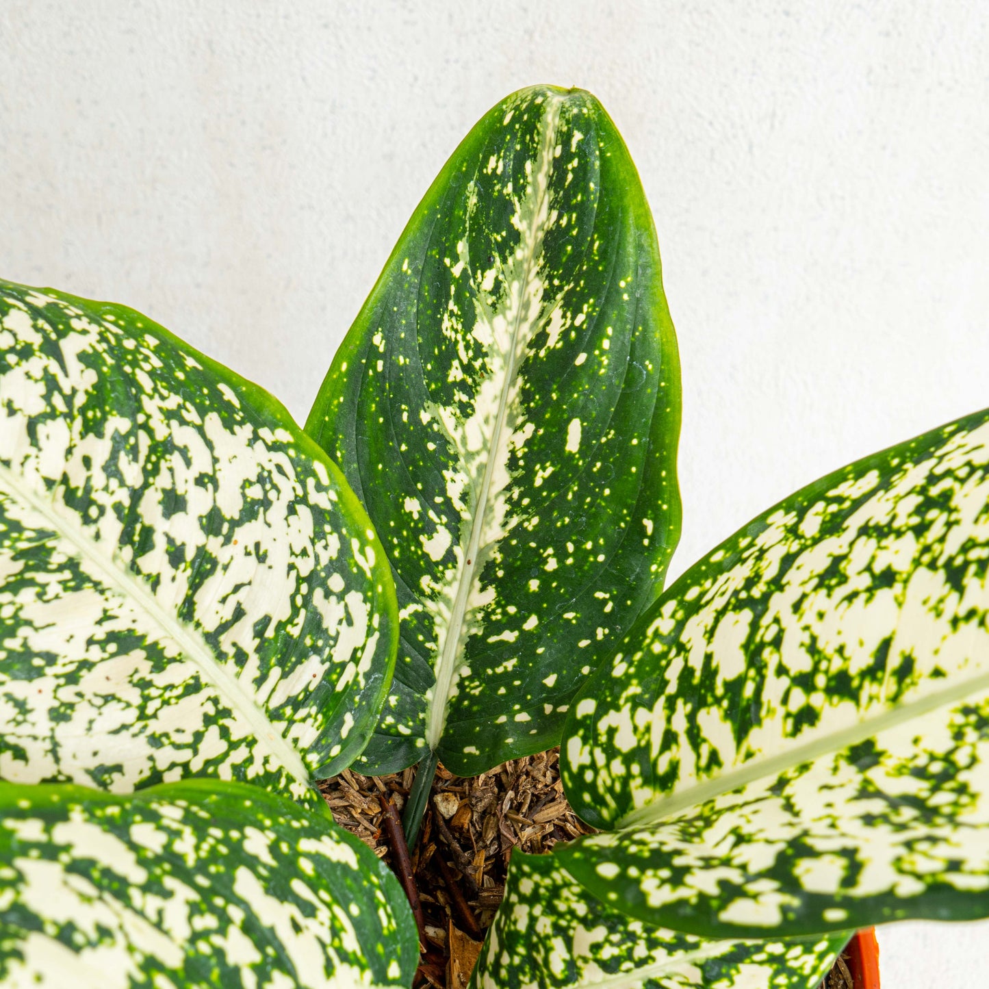 Aglaonema Morodoklok