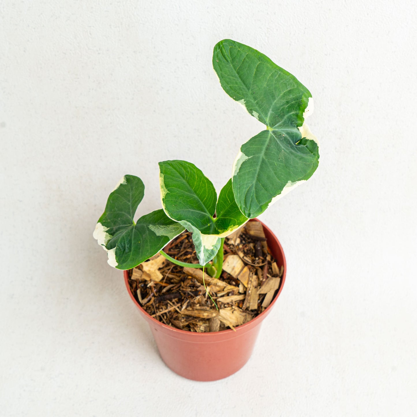 Alocasia Mickey Mouse - Indonesian Rare Plants