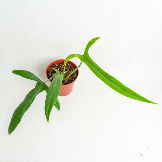 Philodendron Holtonianum - Indonesian Rare Plants