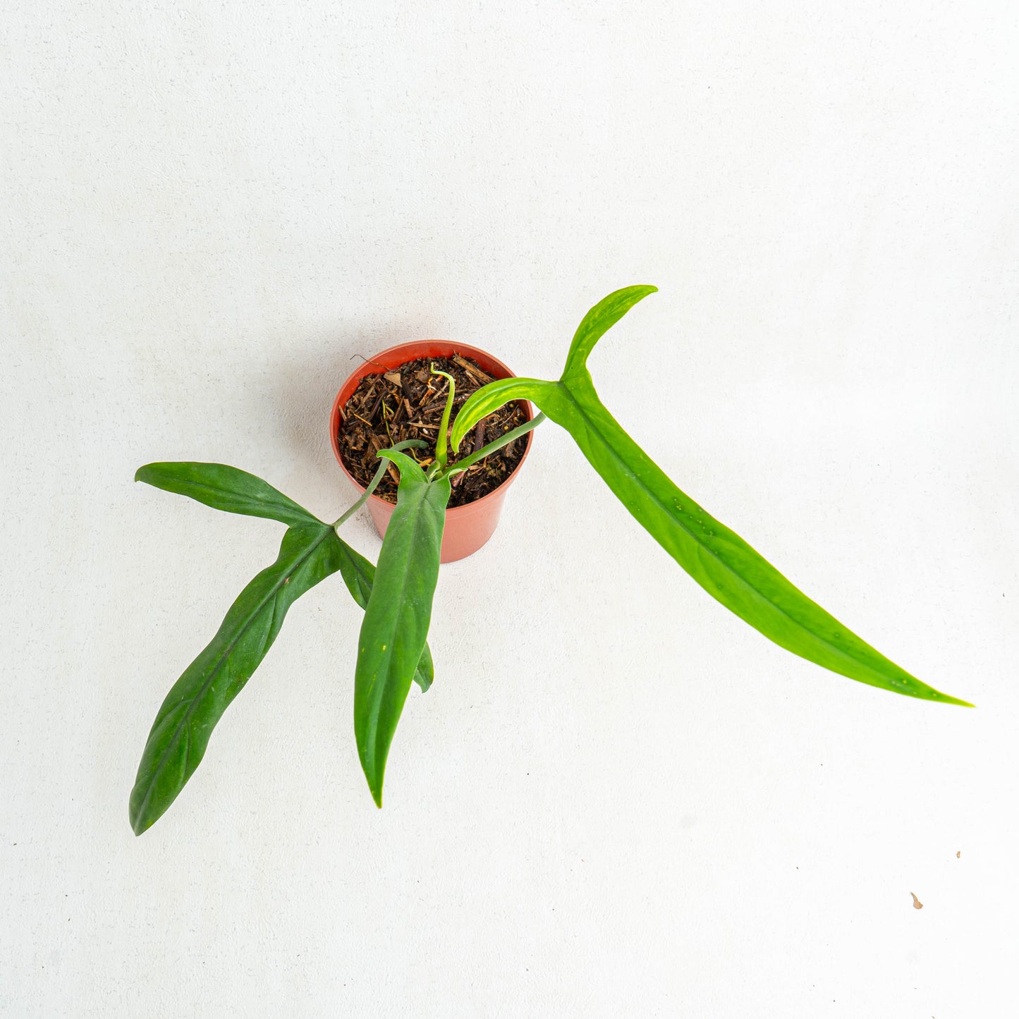 Philodendron Holtonianum