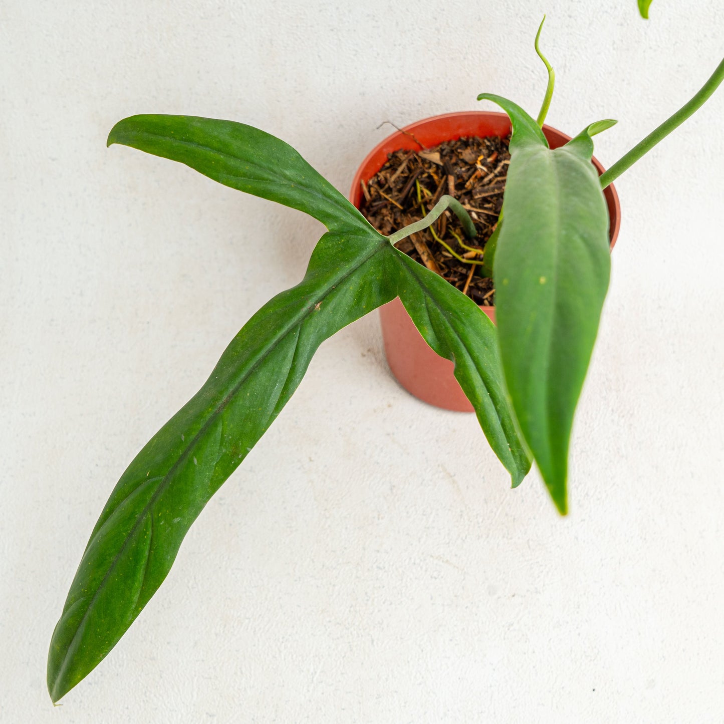 Philodendron Holtonianum
