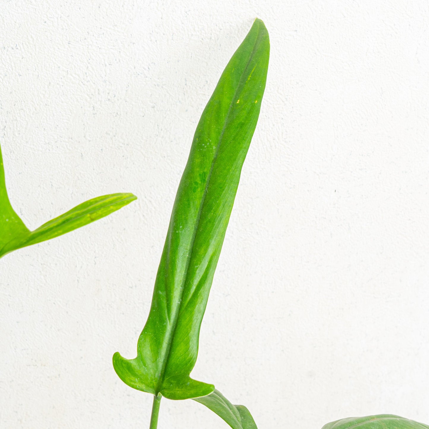 Philodendron Holtonianum