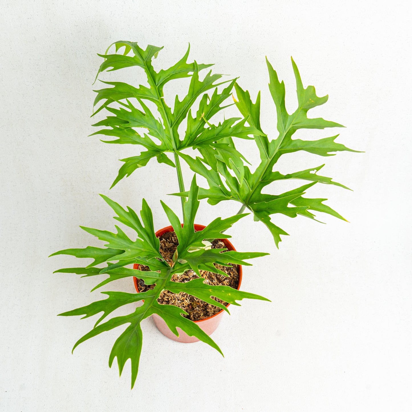 Philodendron Warscewiczii - Indonesian Rare Plants